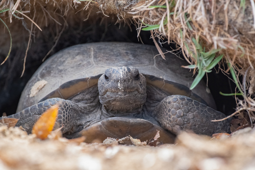 Gopher Tortoise