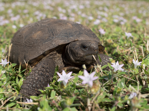 Gopher Tortoise