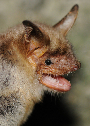 Mouse-eared Bats