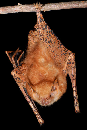 Mouse-eared Bats