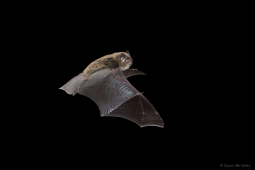 Mouse-eared Bats