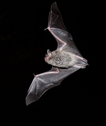 Mouse-eared Bats