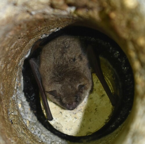 Mouse-eared Bats