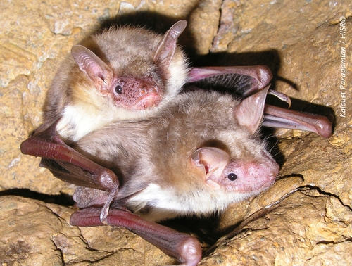 Mouse-eared Bats