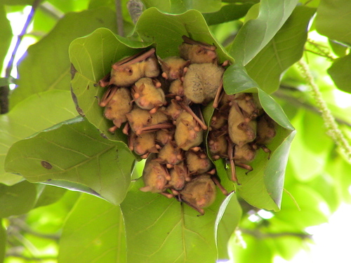 Mouse-eared Bats