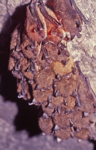 Mouse-eared Bats