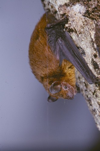 Pipistrelles