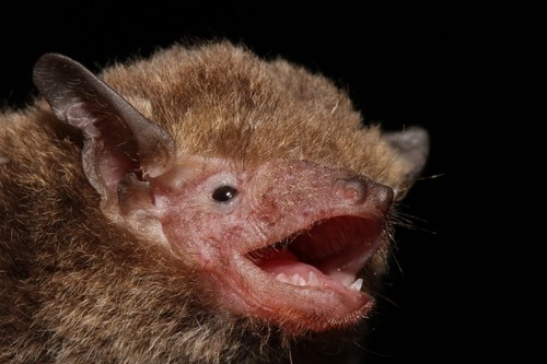 Pipistrelles