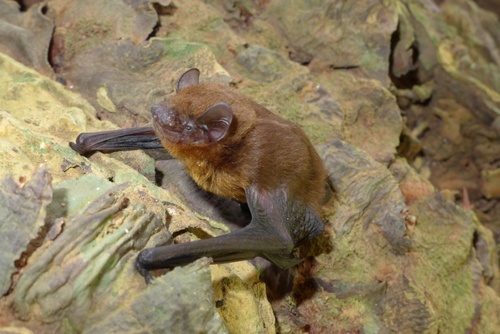 Pipistrelles