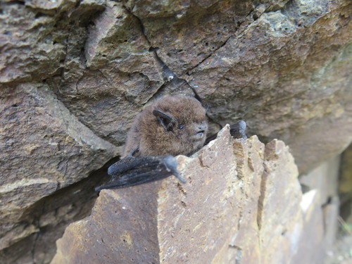 Pipistrelles