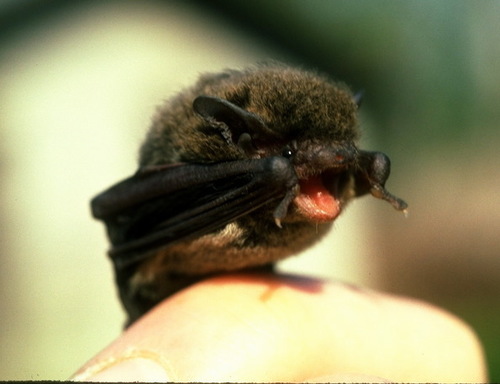 Pipistrelles