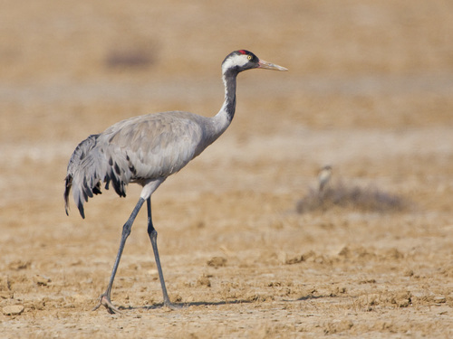 Common Crane