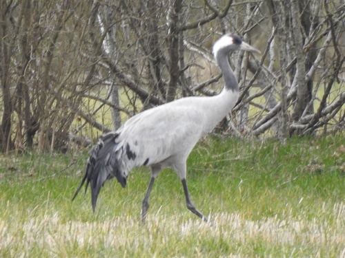 Common Crane
