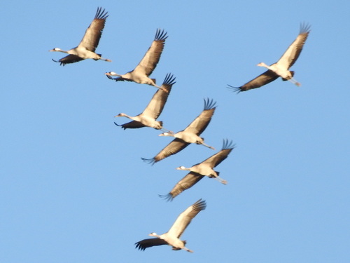 Common Crane