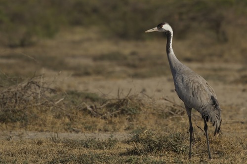 Common Crane