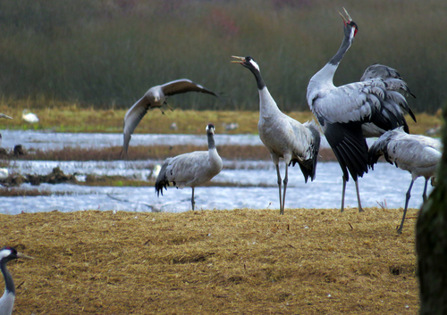 Common Crane