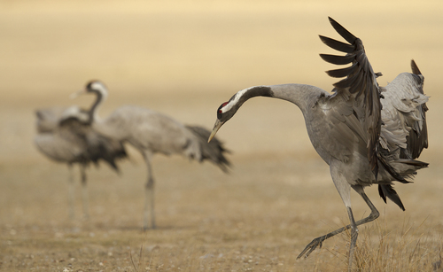 Common Crane