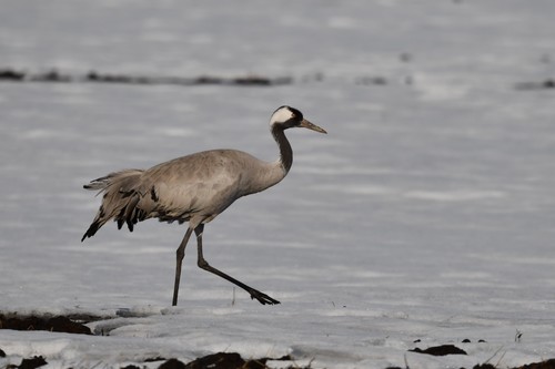 Common Crane