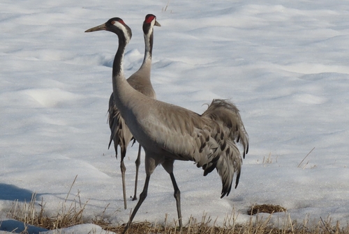 Common Crane
