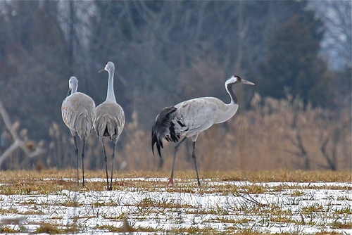 Common Crane