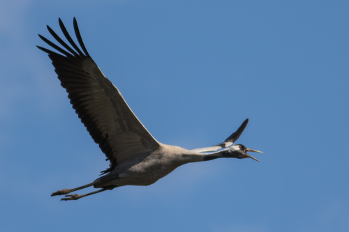Common Crane