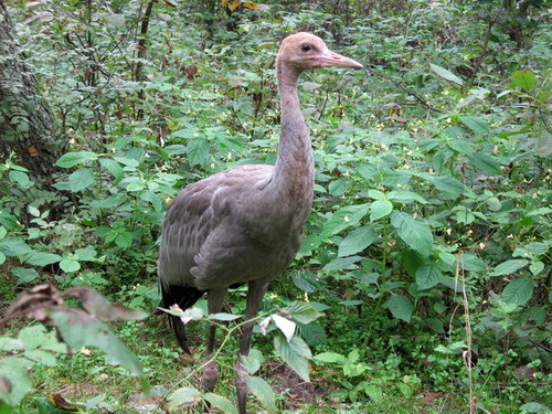Common Crane