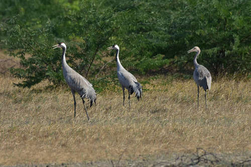 Common Crane