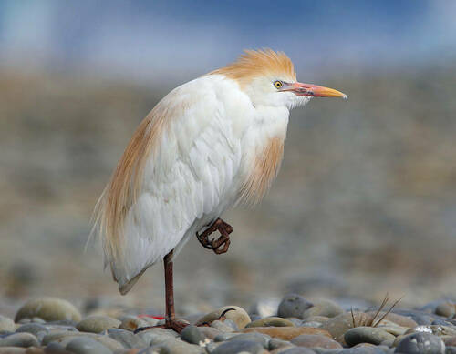 Western Cattle-Egret