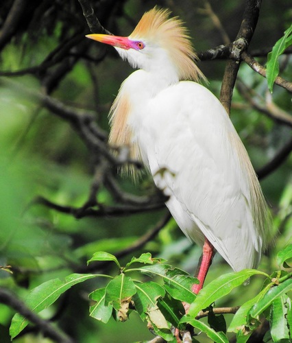 Western Cattle-Egret