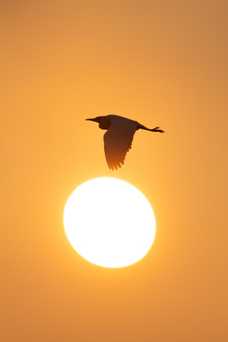 Western Cattle-Egret