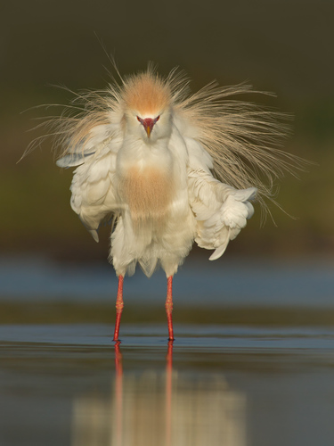 Western Cattle-Egret