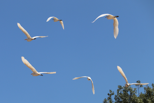 Western Cattle-Egret