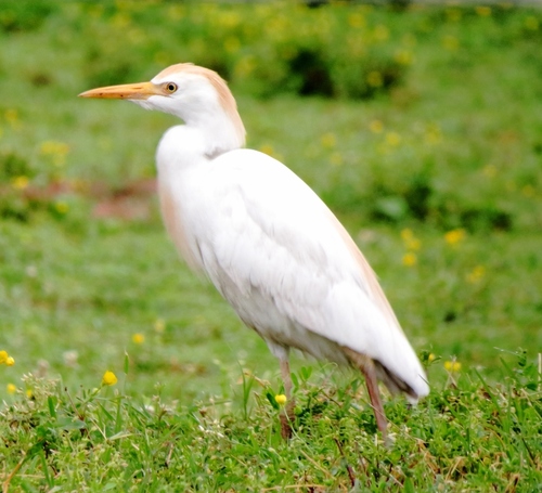 Western Cattle-Egret