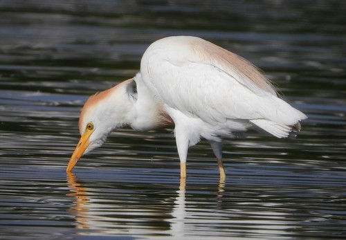Western Cattle-Egret