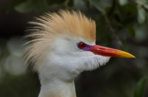 Western Cattle-Egret