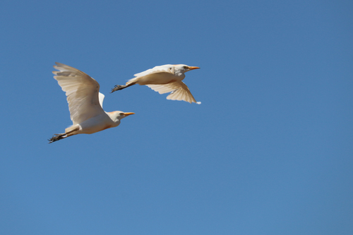 Western Cattle-Egret