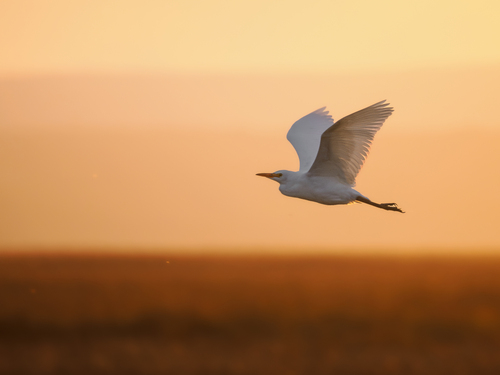 Western Cattle-Egret