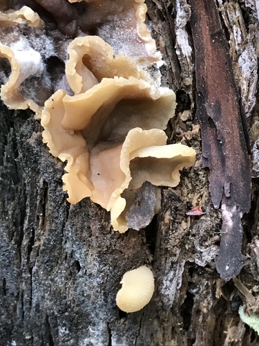 layered cup