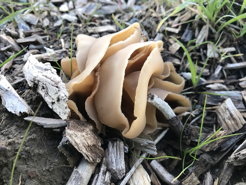 layered cup