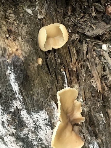 layered cup