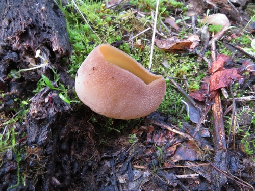 layered cup