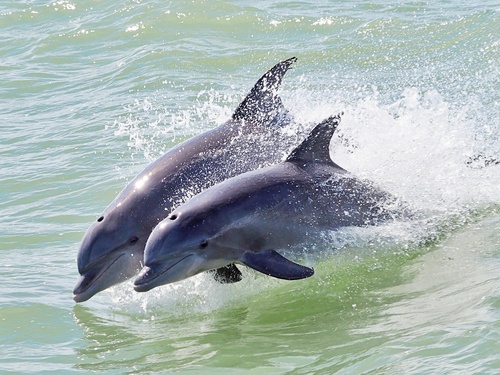 Common Bottlenose Dolphin