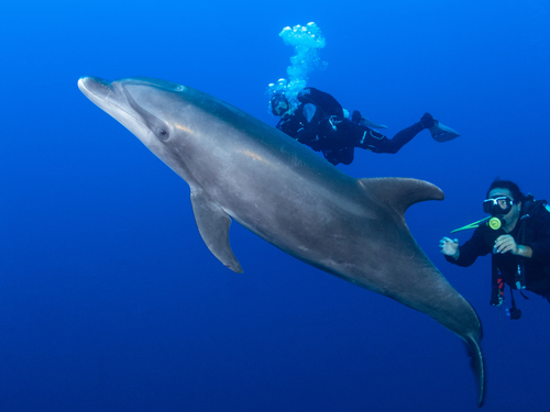 Common Bottlenose Dolphin