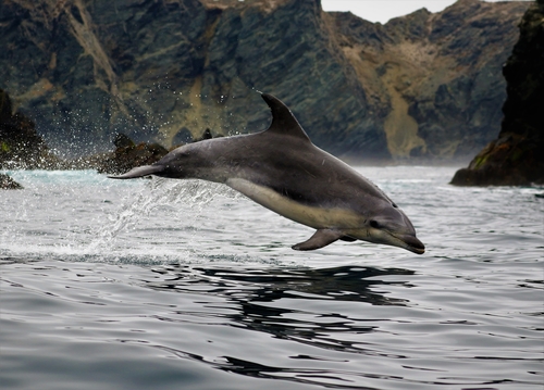 Common Bottlenose Dolphin
