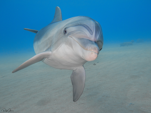 Common Bottlenose Dolphin