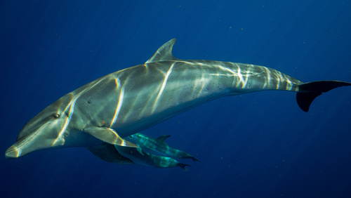 Common Bottlenose Dolphin