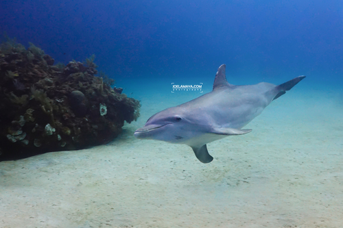 Common Bottlenose Dolphin