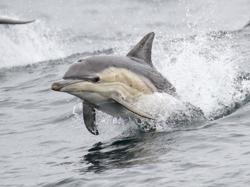 Common Dolphin