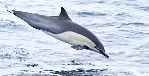 Common Dolphin