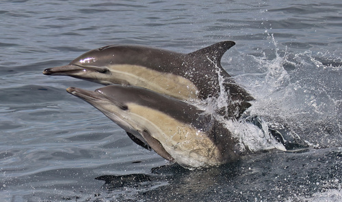 Common Dolphin